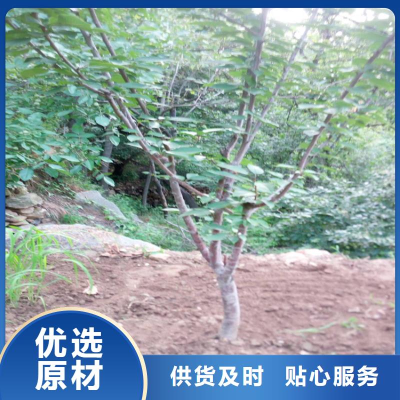 塔玛拉樱桃苗培育基地