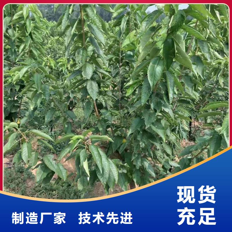 大樱桃树苗种植管理技术