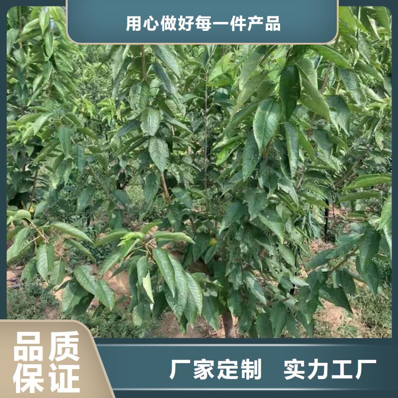 大樱桃树苗量多优惠