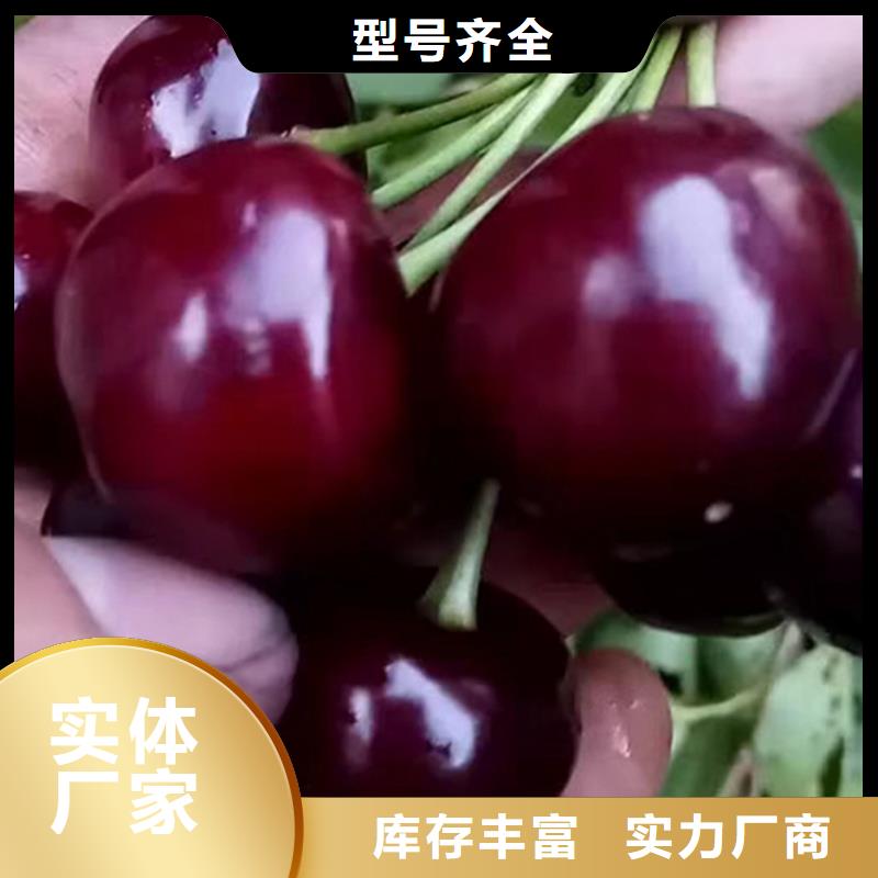 矮化吉塞拉大樱桃苗量多优惠