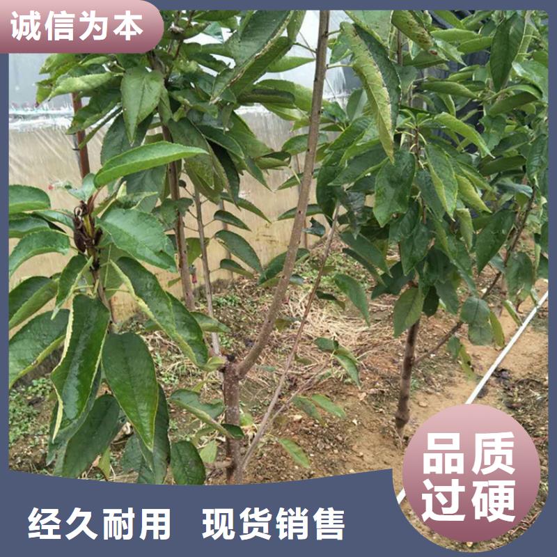 大樱桃树苗育苗基地