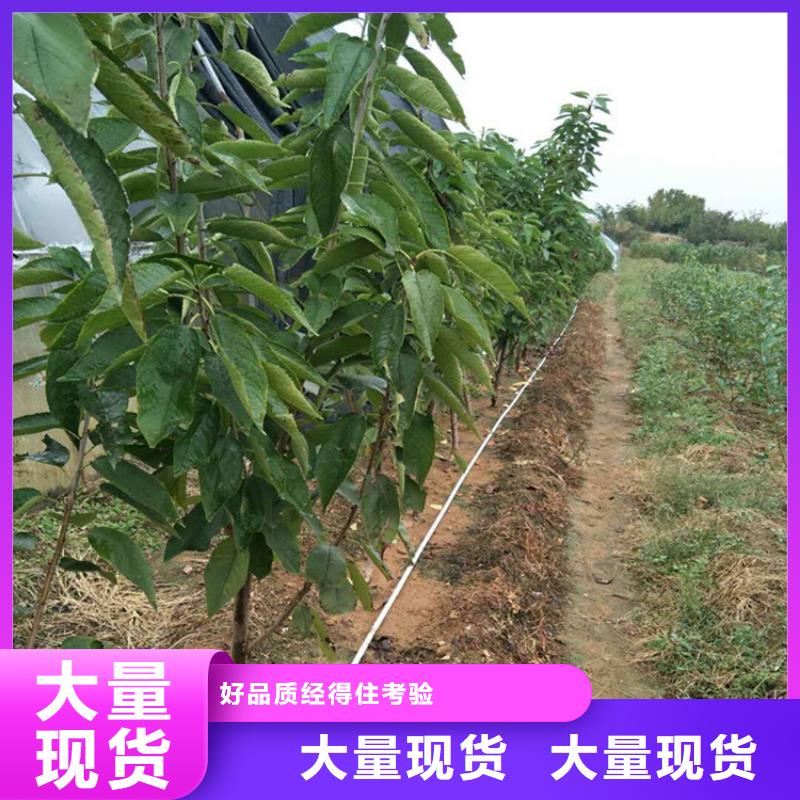 矮化车厘子苗种植技术