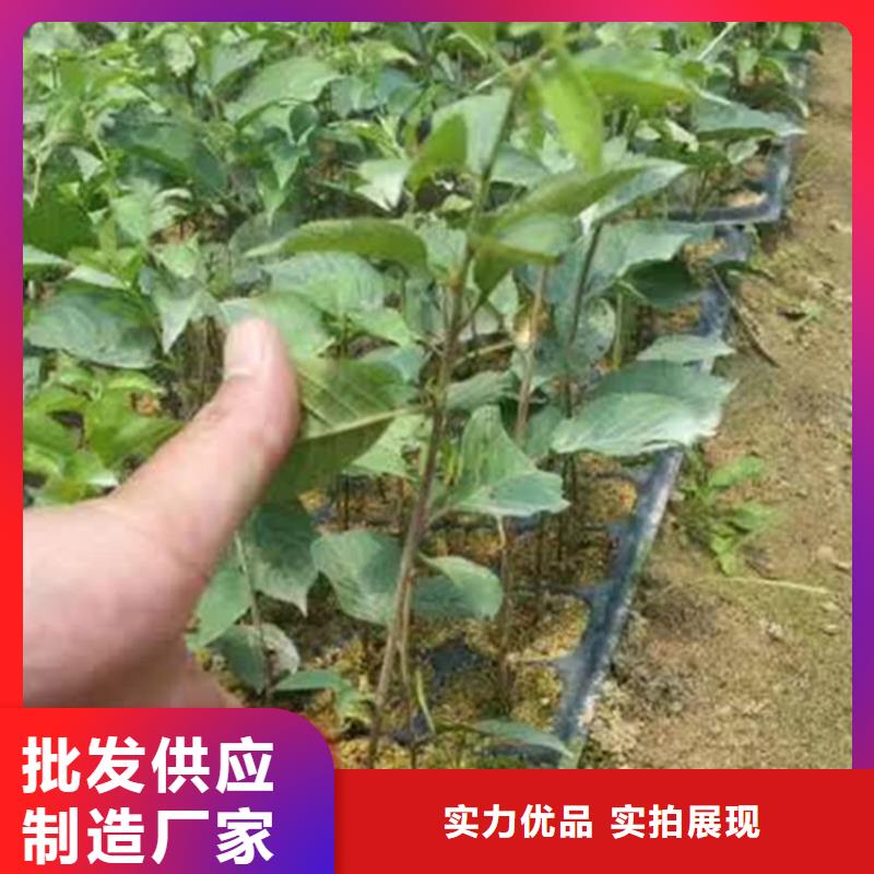 矮化车厘子树苗质优价廉