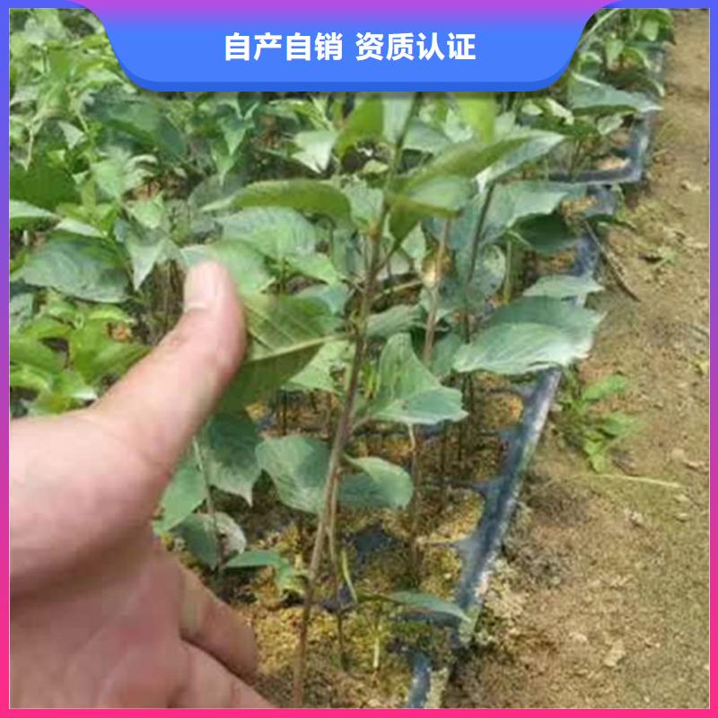 矮化车厘子树苗适合种植地区