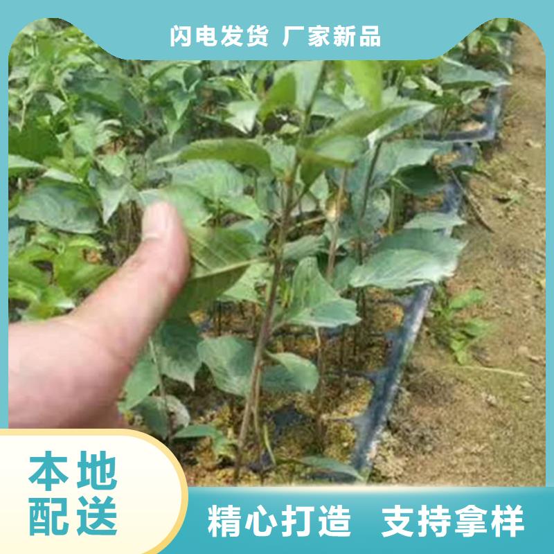 矮化大樱桃树苗现挖苗现发货