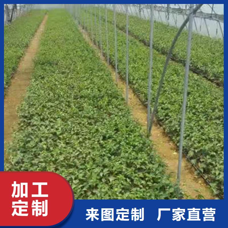 矮化吉塞拉大樱桃苗量多优惠