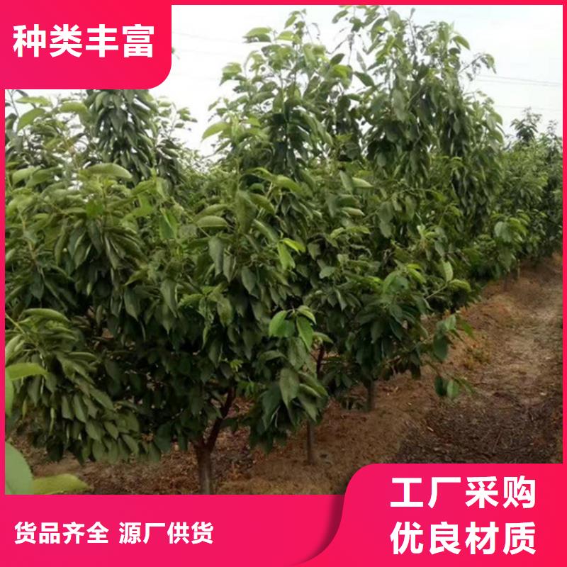 矮化吉塞拉大樱桃苗种植基地