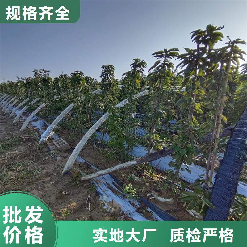 大樱桃苗量多优惠