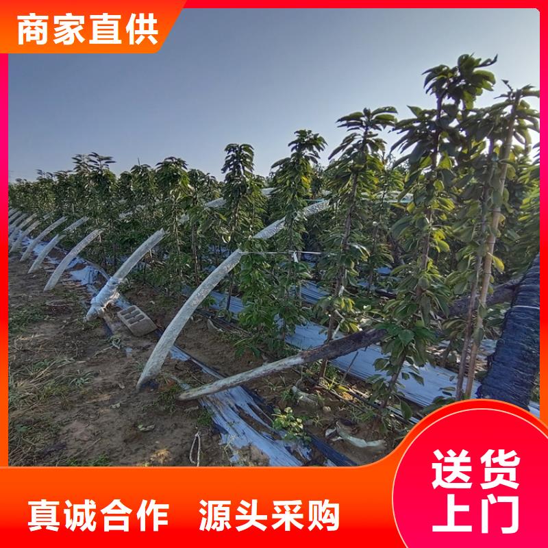 矮化大樱桃树苗什么时间移栽最好