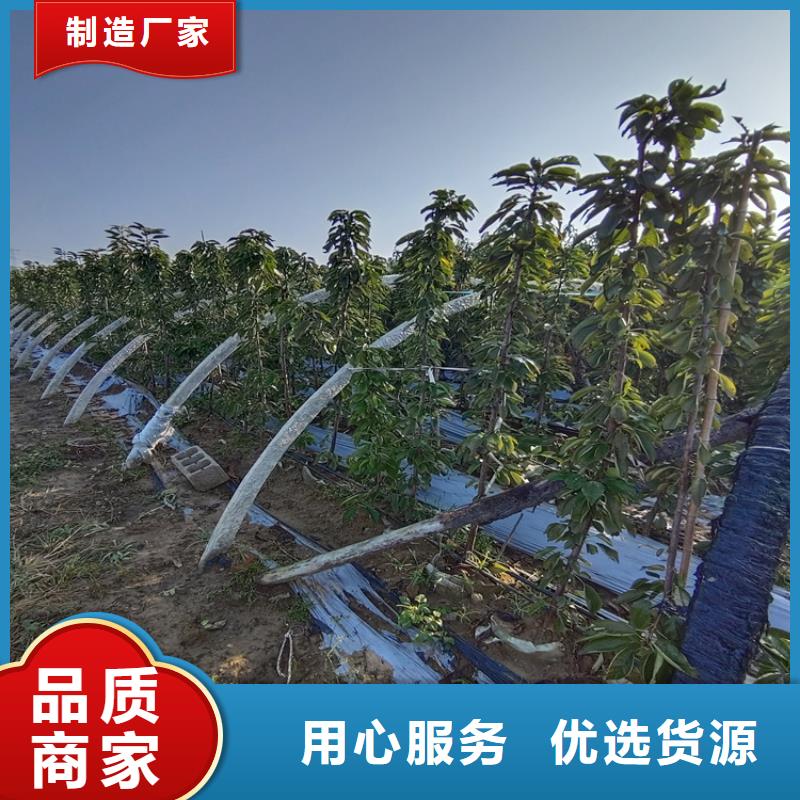 樱桃,桃树苗价格实惠工厂直供