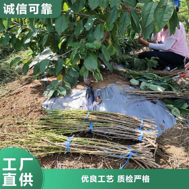 矮化大樱桃树苗育苗基地