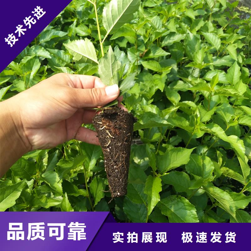 矮化车厘子苗种植技术