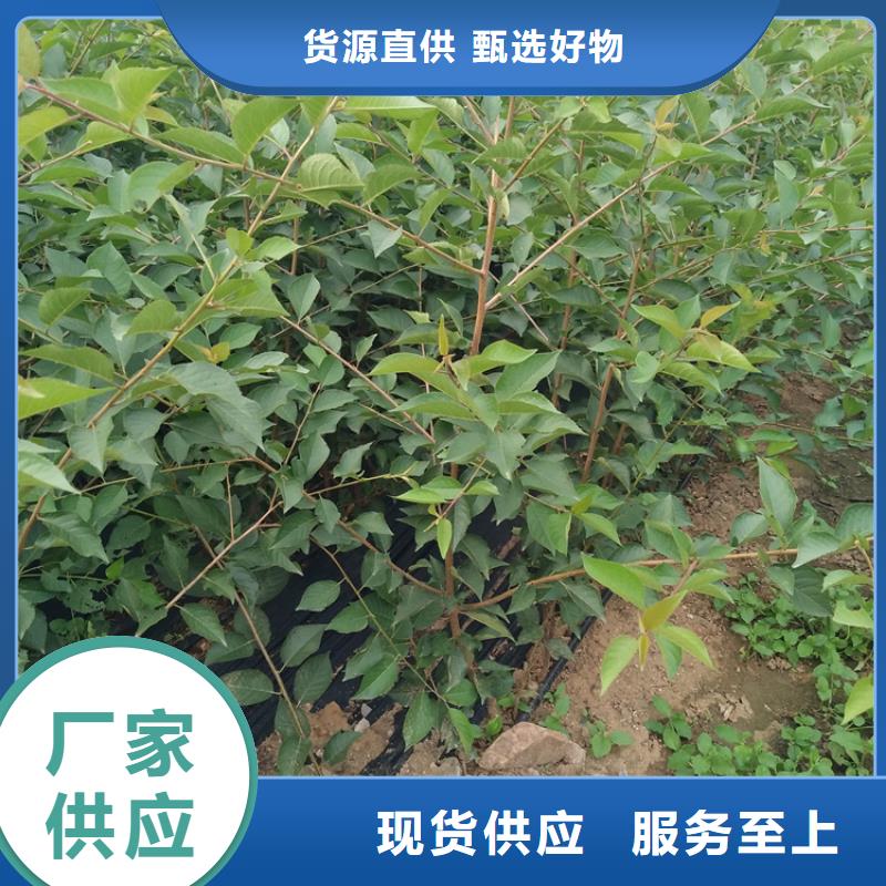 矮化吉塞拉大樱桃苗适合种植地区