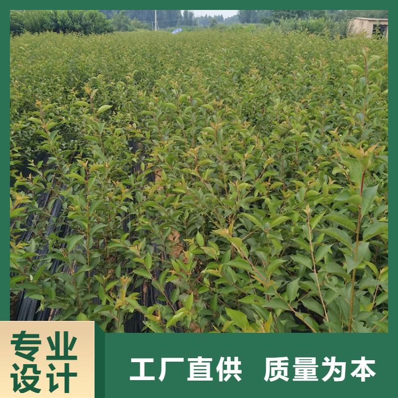 车厘子种植管理技术