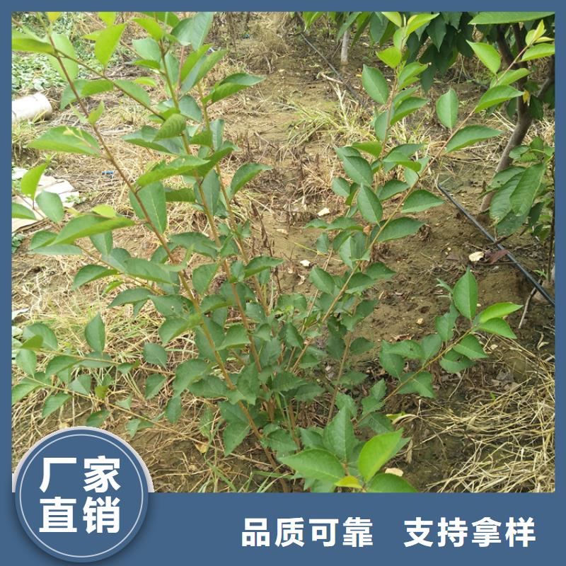 车厘子种植管理技术