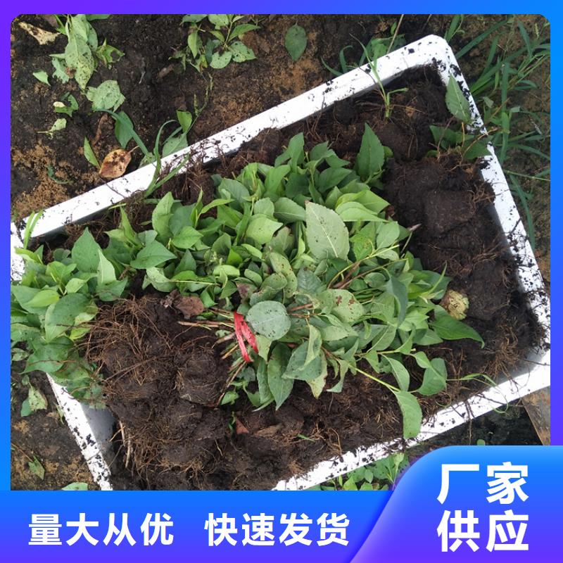 大樱桃苗适合种植地区