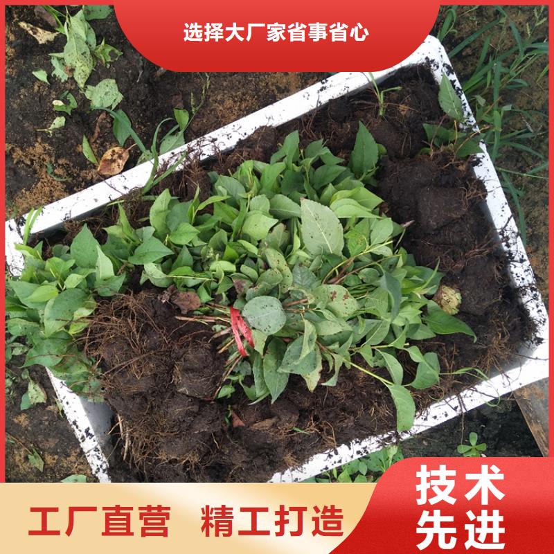 大樱桃树苗基地直销