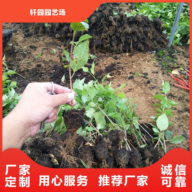 矮化车厘子树苗适合种植地区