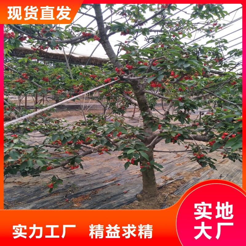 矮化大樱桃苗种植基地