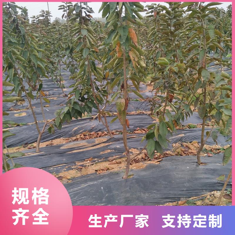 车厘子当年结果树