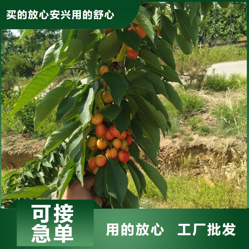 矮化吉塞拉大樱桃苗种植管理技术