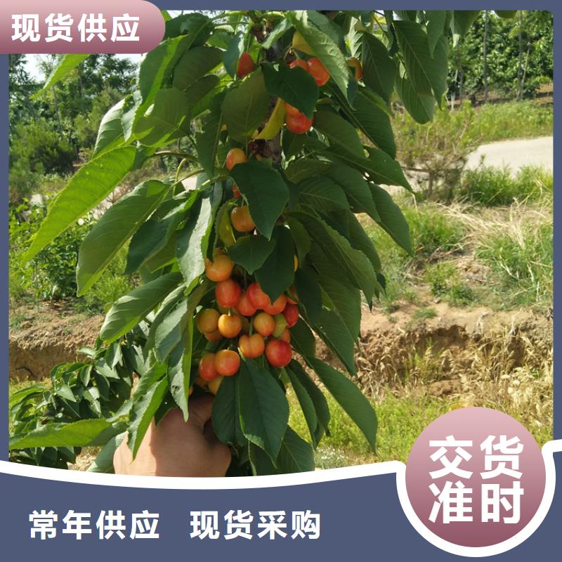 车厘子种植管理技术