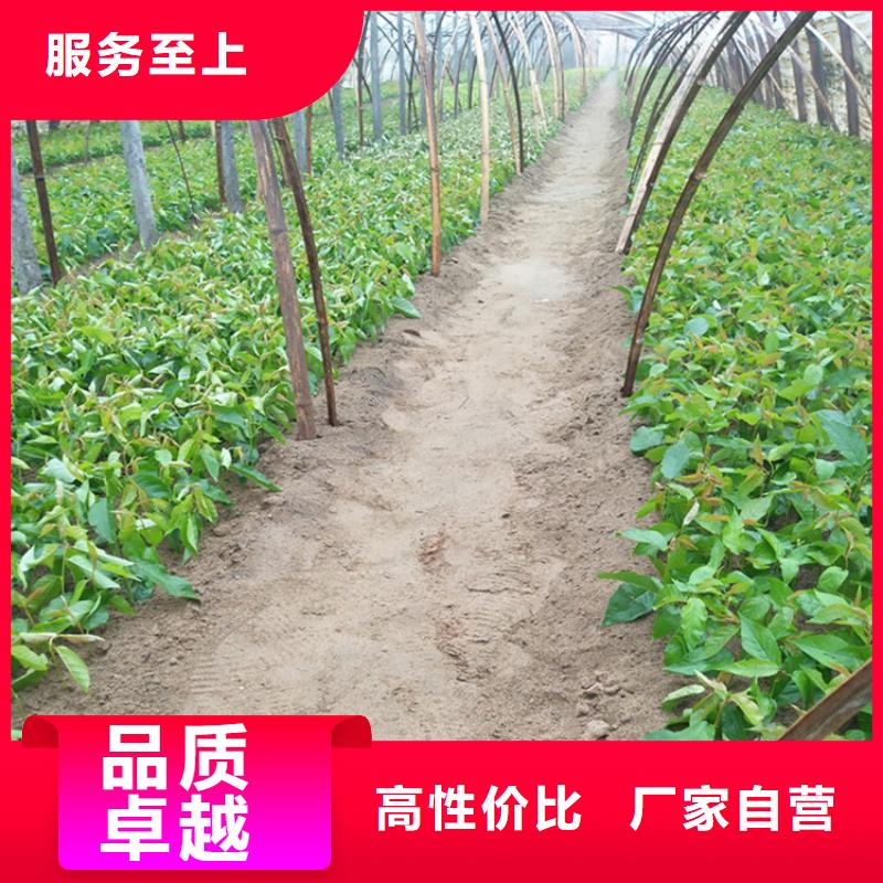 樱桃无花果苗极速发货