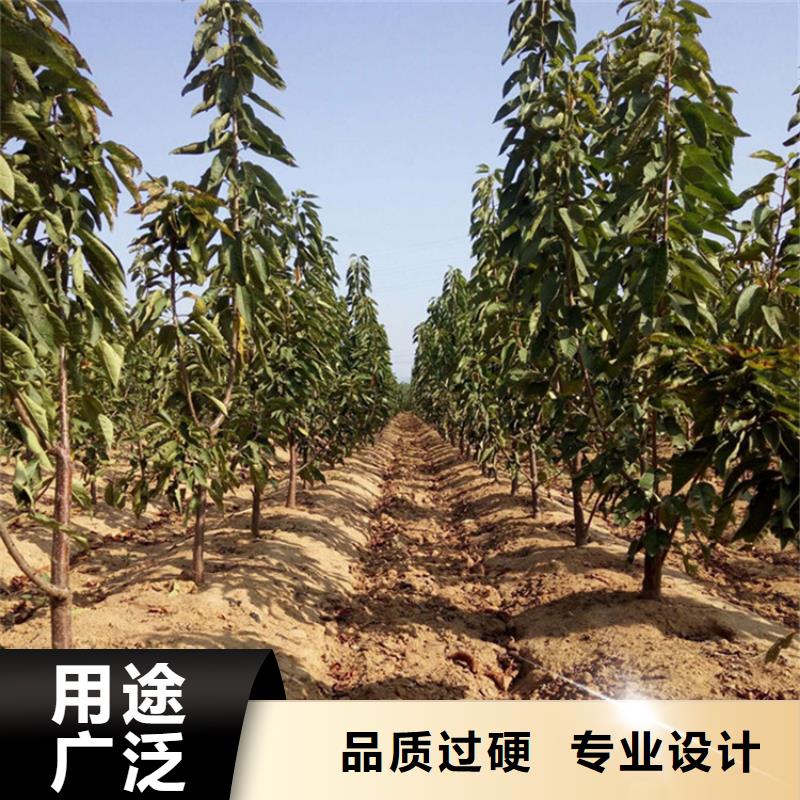 矮化车厘子苗种植管理技术