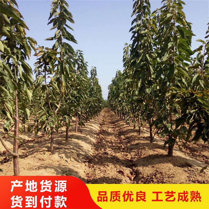 矮化大樱桃树苗什么时间移栽最好