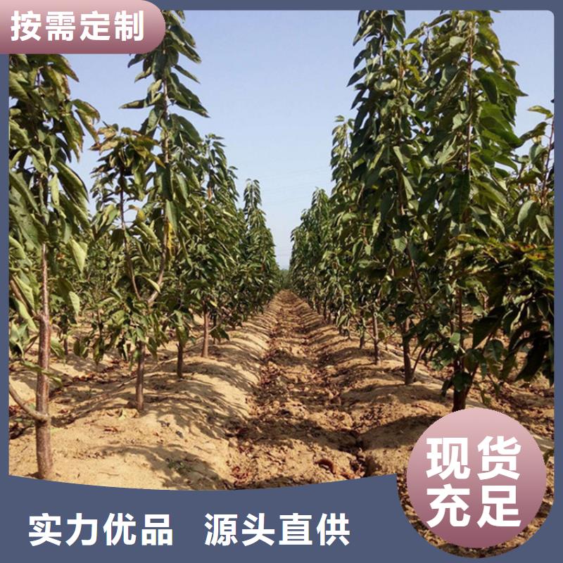 矮化车厘子苗适合种植地区