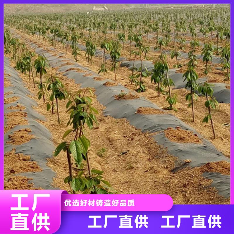 大樱桃苗量多优惠