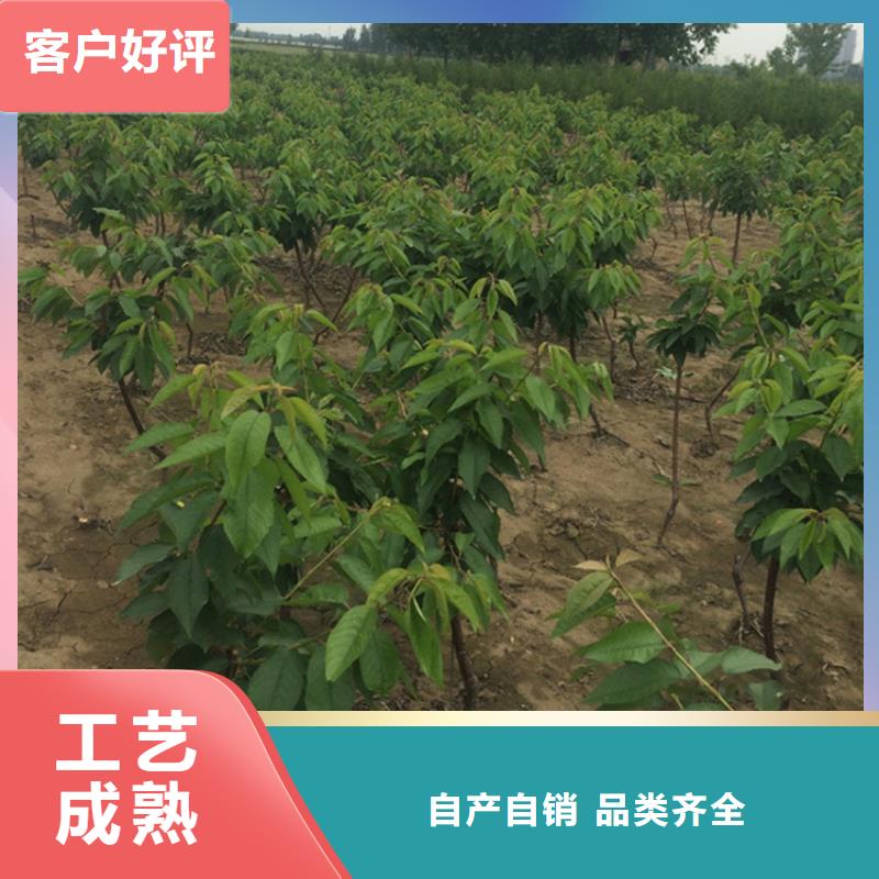 矮化吉塞拉大樱桃苗种植基地