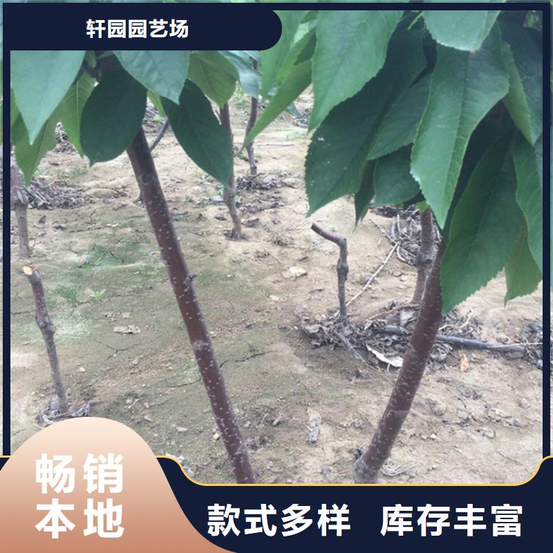 大樱桃苗种植管理技术