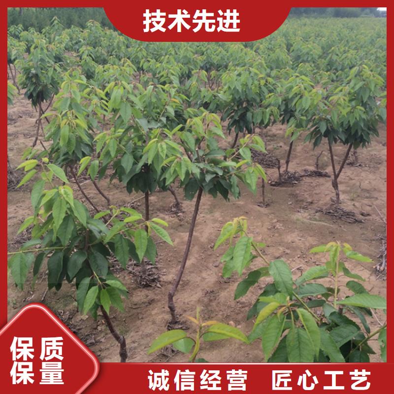 大樱桃树苗种植技术