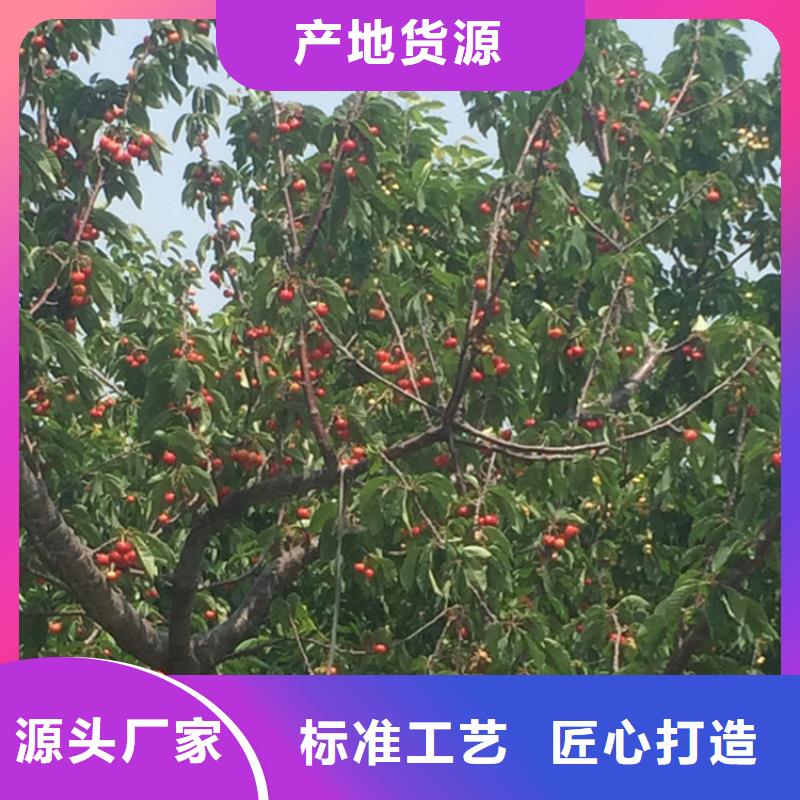 矮化吉塞拉大樱桃苗种植基地