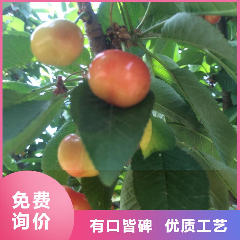 矮化大樱桃苗种植基地