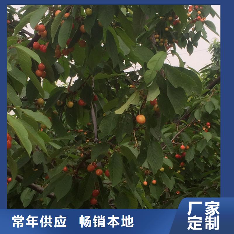 矮化吉塞拉大樱桃苗种植基地