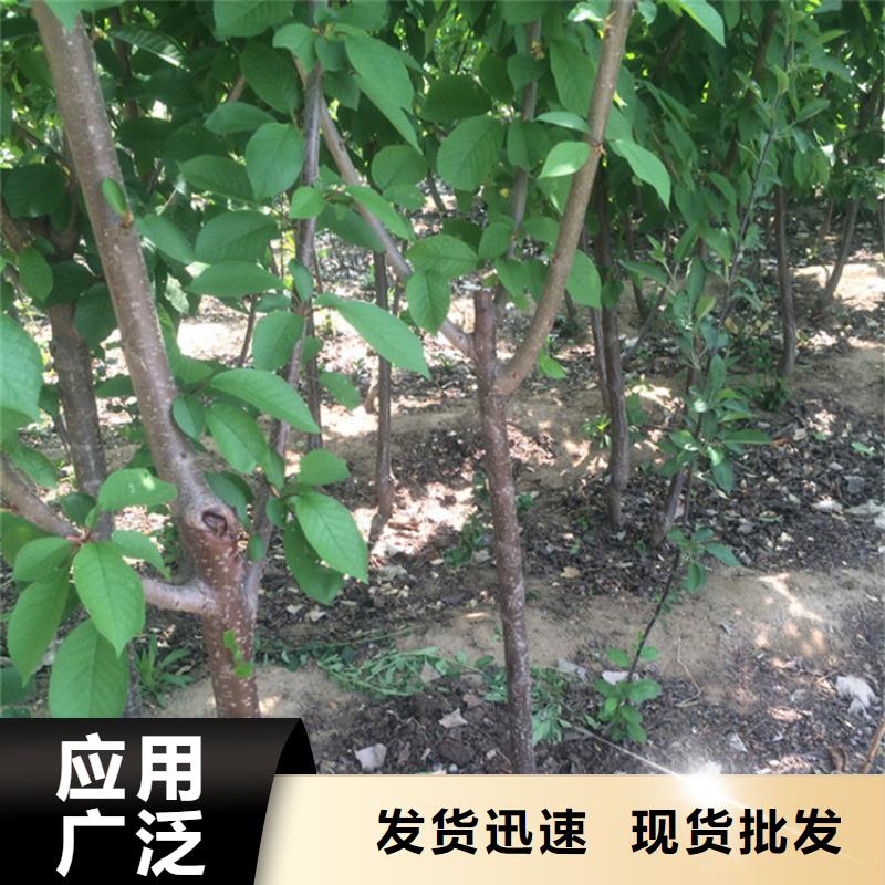 【樱桃】蓝莓苗订制批发