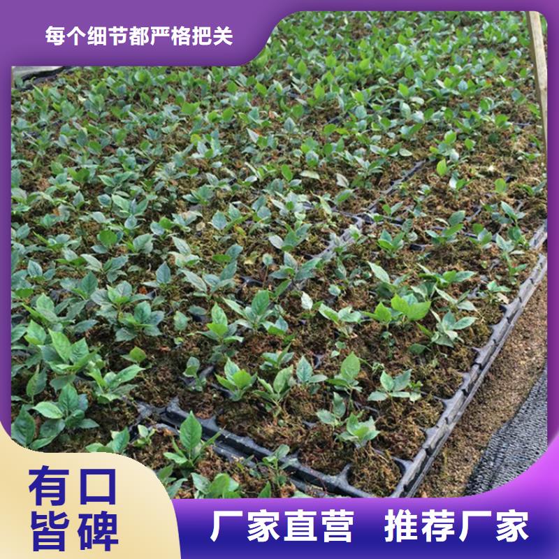 一根棍樱桃树苗适合种植地区