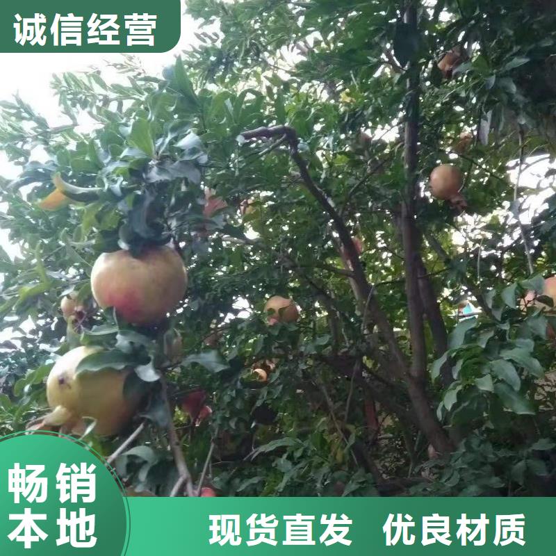 黑籽石榴树苗价格