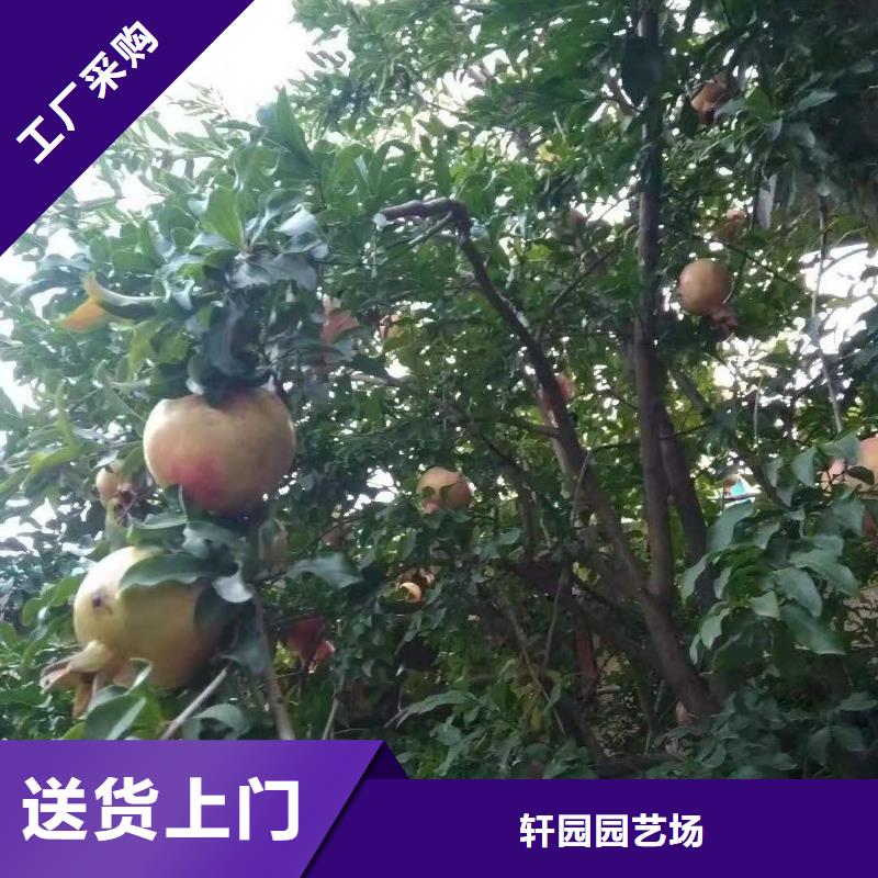 软籽石榴树种植管理技术/轩园园艺场