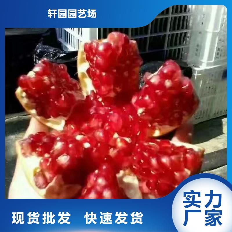 黑籽石榴苗批发