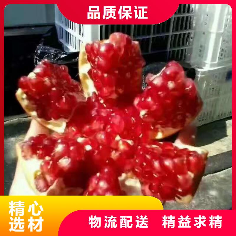 黑籽石榴树苗什么品种好