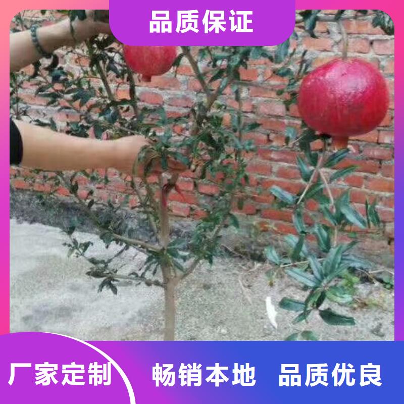 软籽石榴苗当年结果树