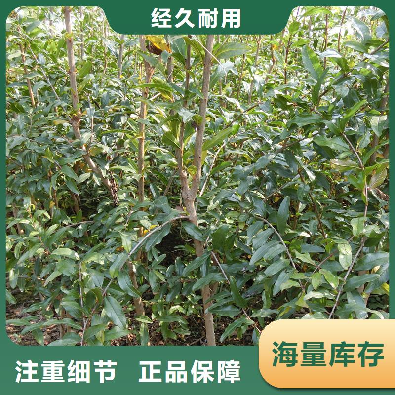 黑籽石榴苗种植管理技术