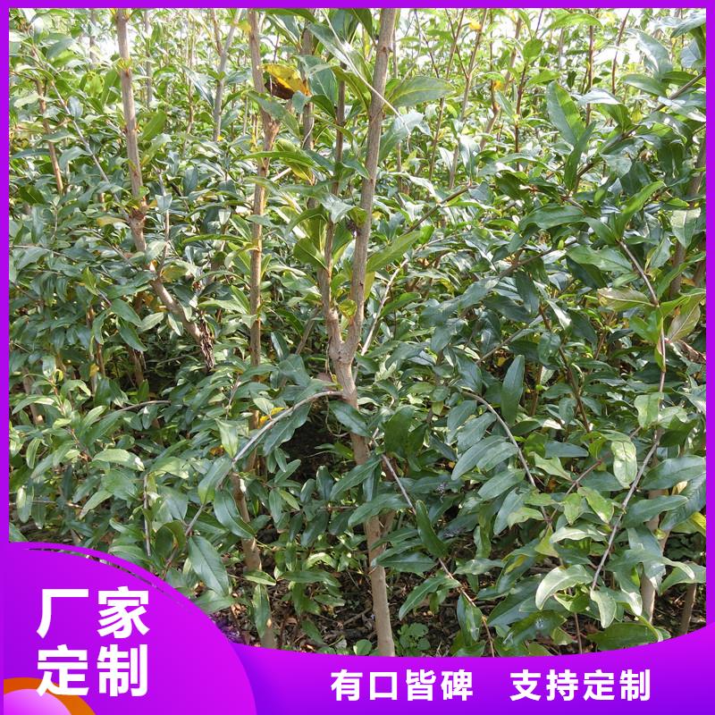 甜籽石榴苗种植技术