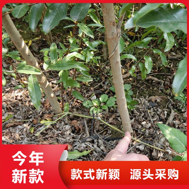 甜籽石榴树苗适合种植地区