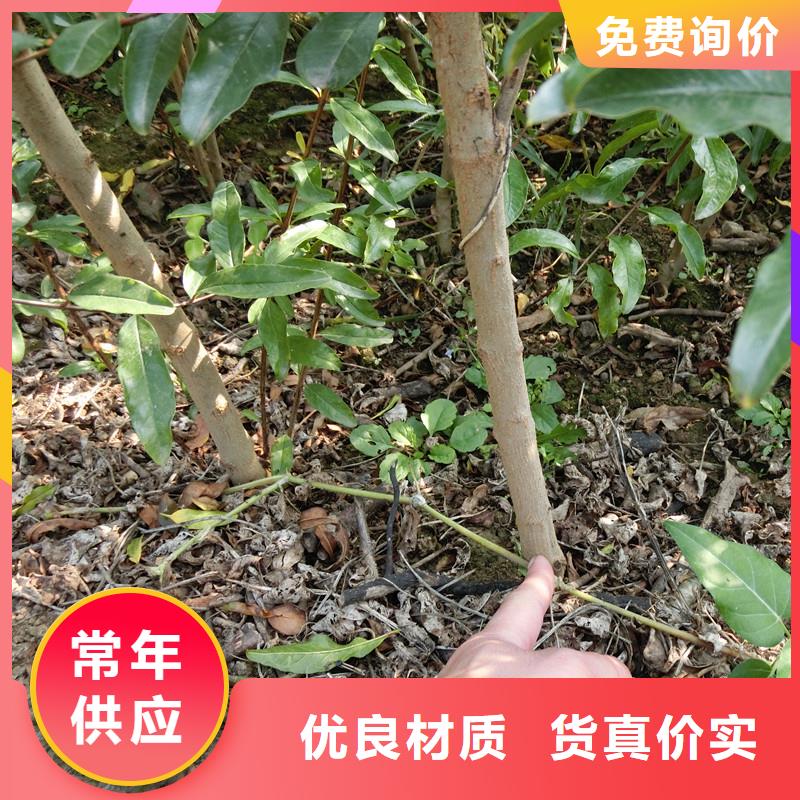 软籽石榴树苗适合种植地区