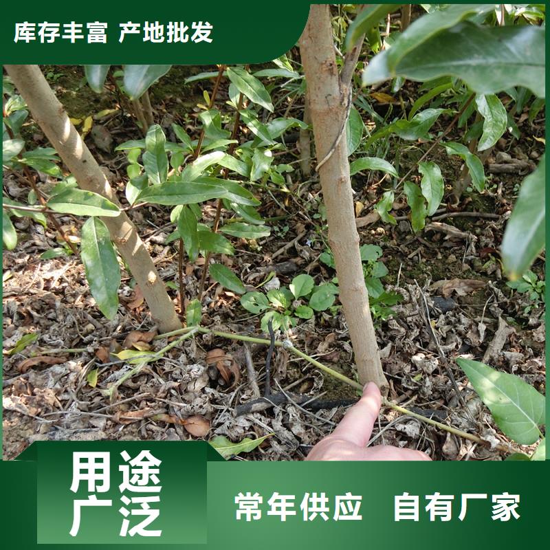 黑籽石榴树苗基地直销