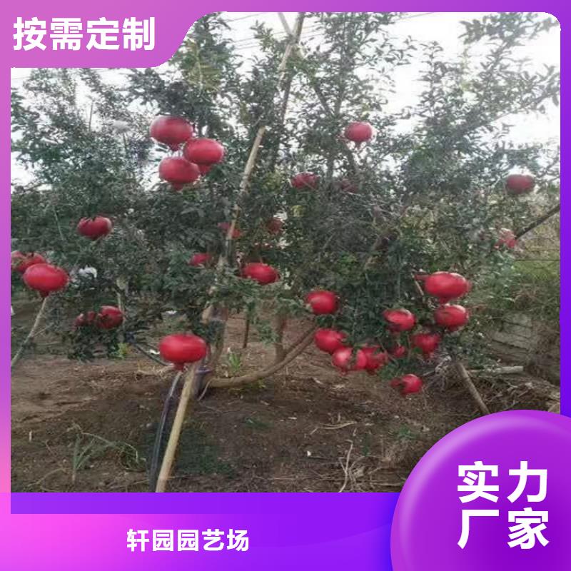 当年结果石榴树基地直销